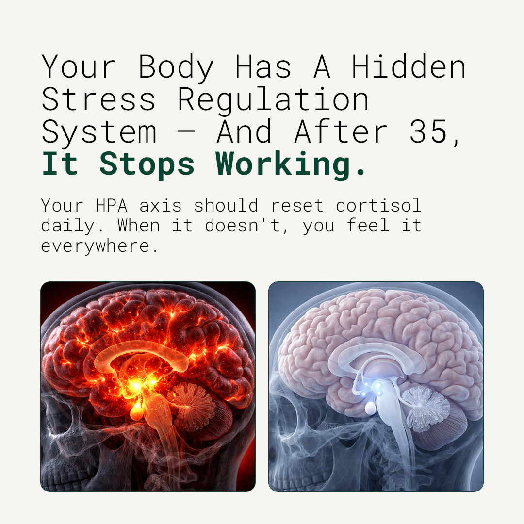 How rhodiola rosea supports the body's natural response to stress